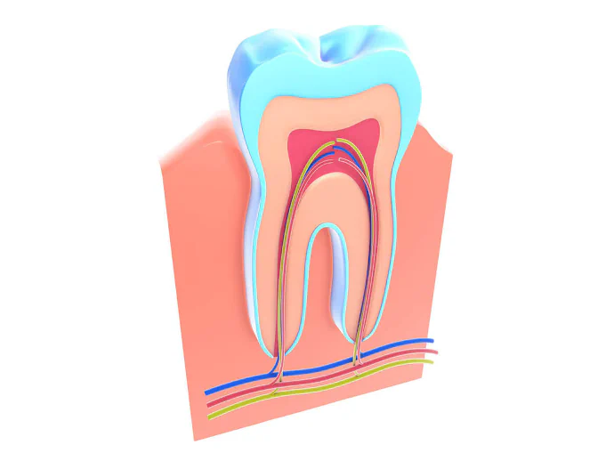 Root canal treatment in Sandy Shore, MD at Magnolia Family Dental